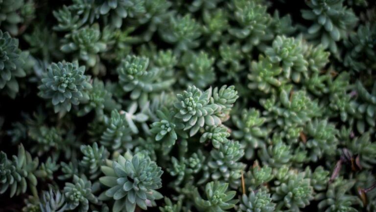 Who Is Listed As The 11Xplay Owner Name On Domain Records?